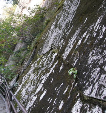 流れる水の働き　～斐伊川たんけんに行こう～　上流　遊歩道の崖側の面です　カコウ岩の白い肌とコケ類などがついた黒い面がわかります　中央を横に向けて節理が走っているのがわかります