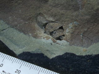 石を割るとタニシの化石が出てきました。貝が巻いている様子はよくわかりますが風化もかなり進んでいます。そこら中化石だらけなので探す必要はありませんでした。