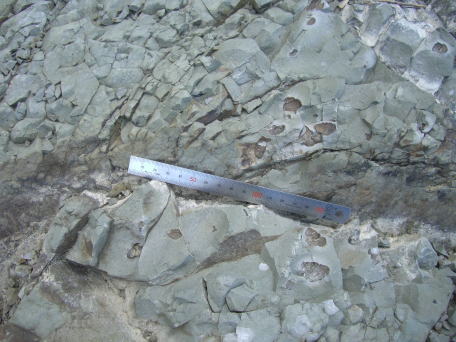 化石は泥岩の層に入っています。(泥岩なのにめちゃくちゃ硬い)　タニシの化石は見つかりましたが、ササノハガイやシジミなどは見つかりませんでした。(どこでとれるのかな？)