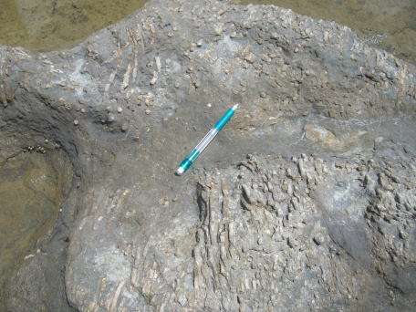 畳ヶ浦にはたくさんの化石が見られます。写真はフナクイムシの巣の化石です。他にもノムラナミガイやキリガイ、カキやアサリの仲間などがたくさん見られます。詳しくはリンクでね! 